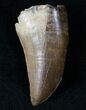 Well Preserved Tyrannosaur Tooth - Montana #13313-1